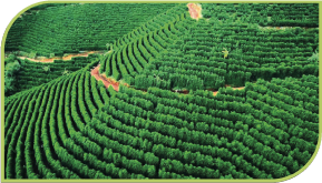 Altitude e espécies