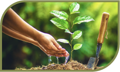 Estudar variação de temperatura e microclima na região