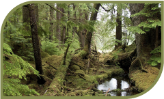 Estudar variação de temperatura e microclima na região