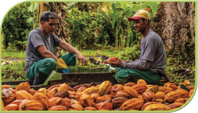  Testes de laboratório de suprimento de terra e água
